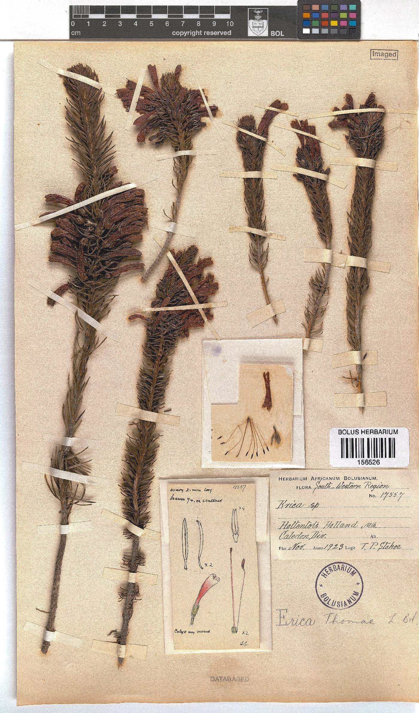Erica thomae image