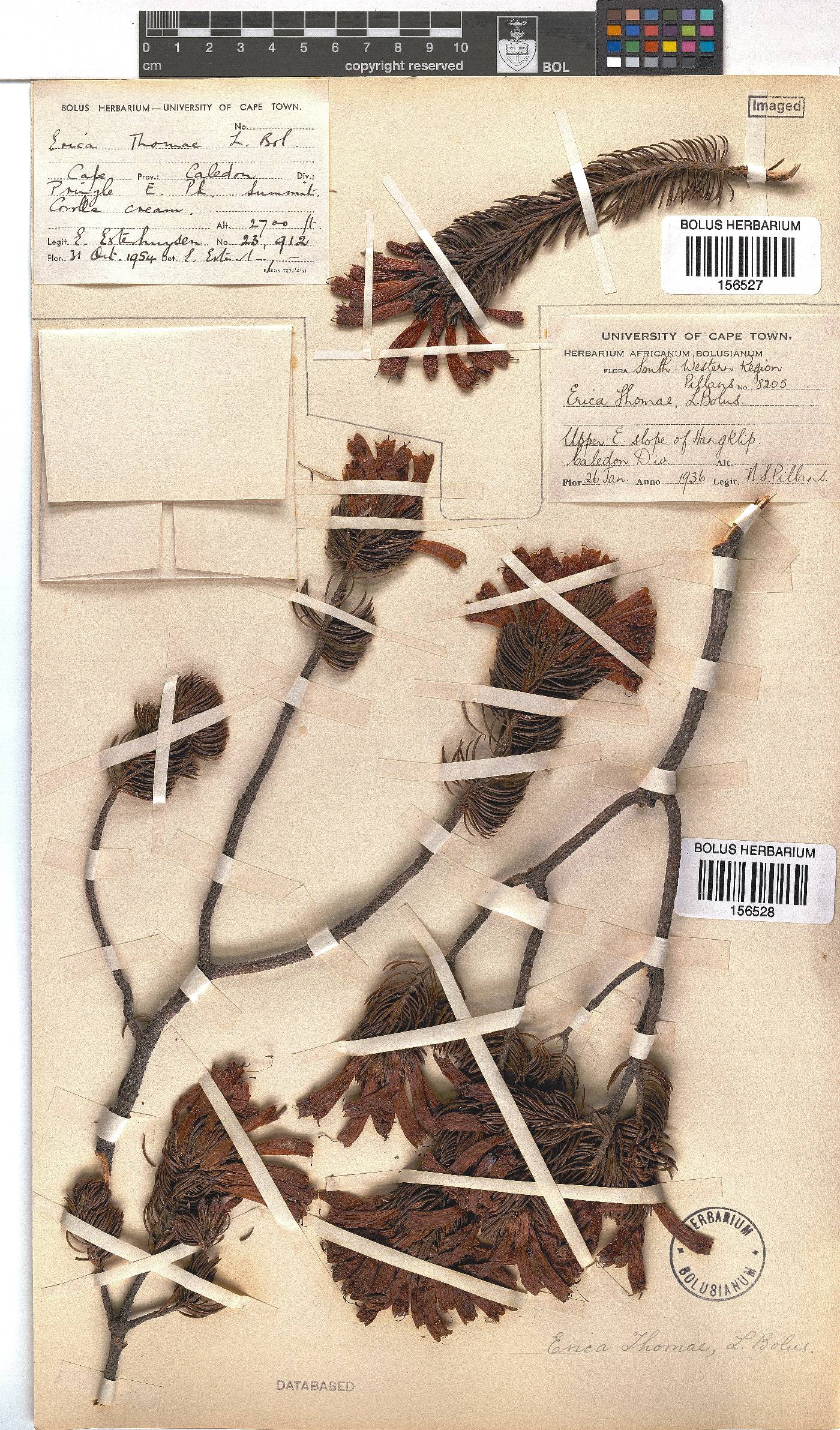 Erica thomae image
