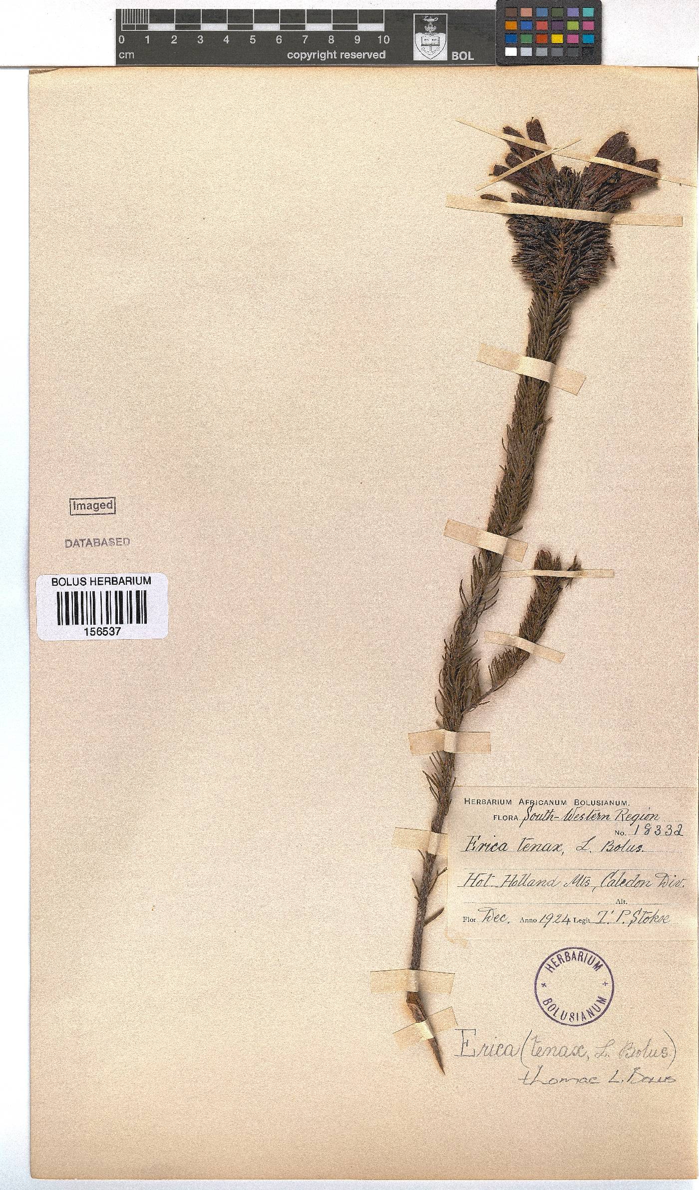 Erica thomae image