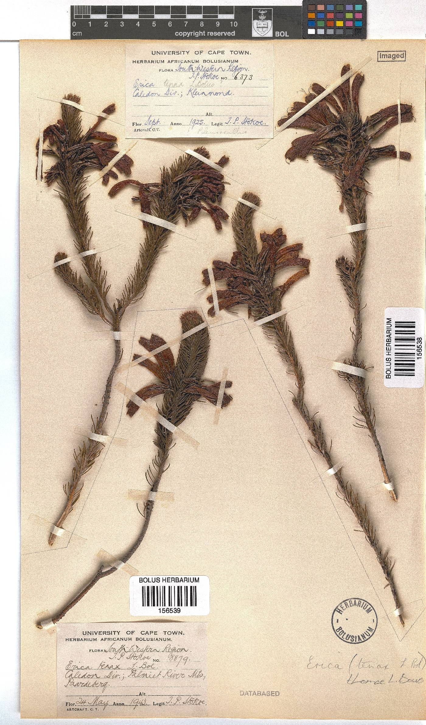 Erica thomae image