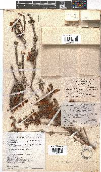 Erica chloroloma image