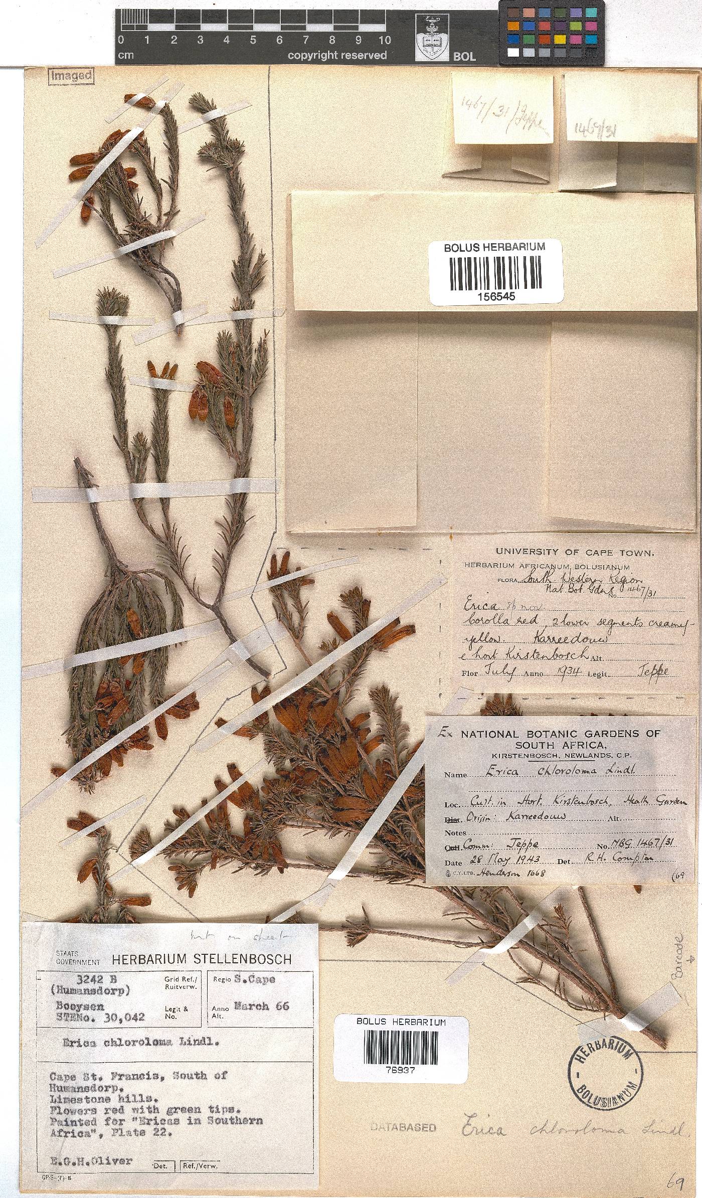 Erica chloroloma image