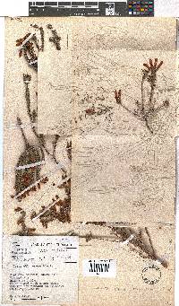 Erica chloroloma image