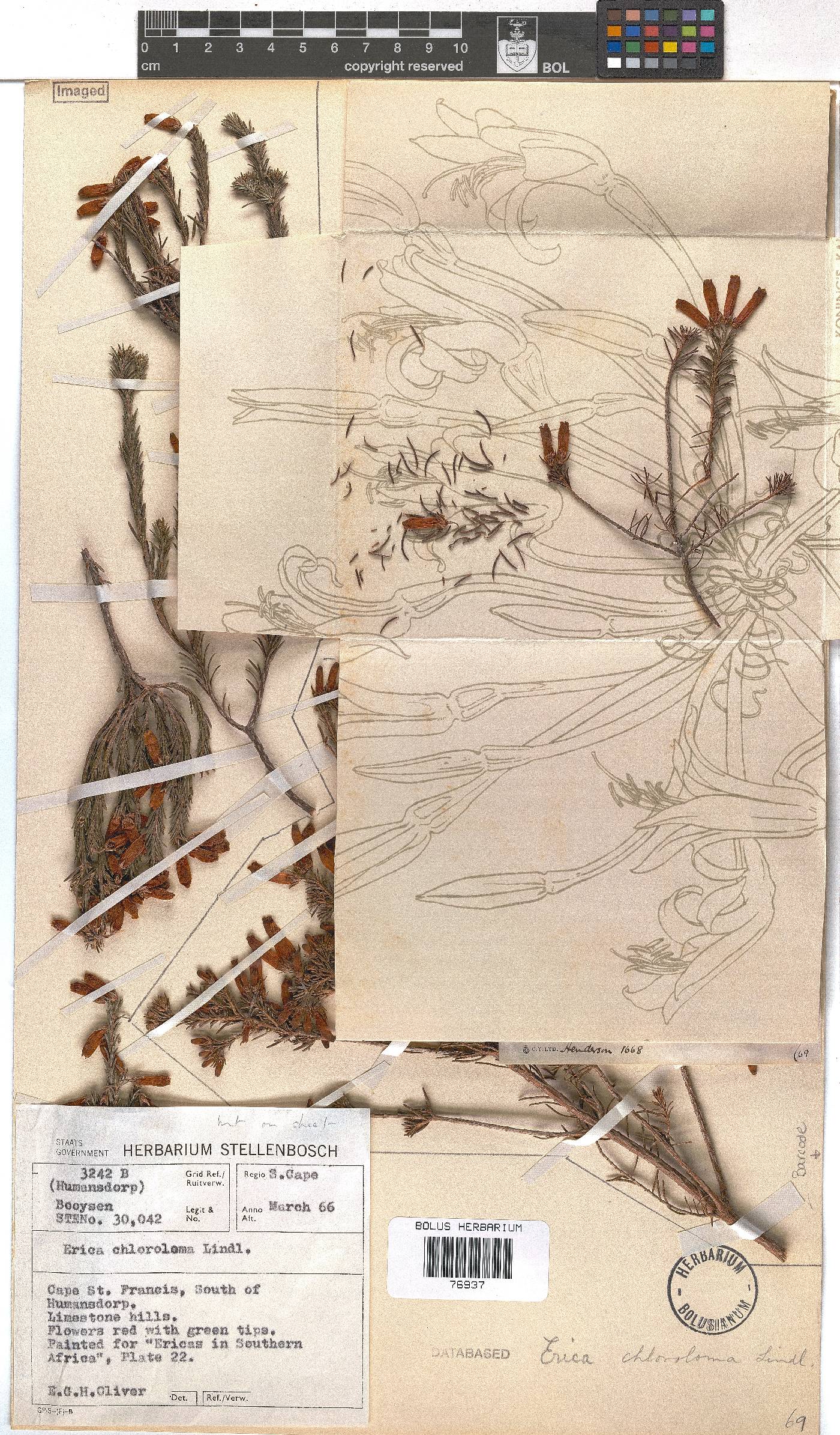 Erica chloroloma image