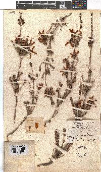 Erica chloroloma image