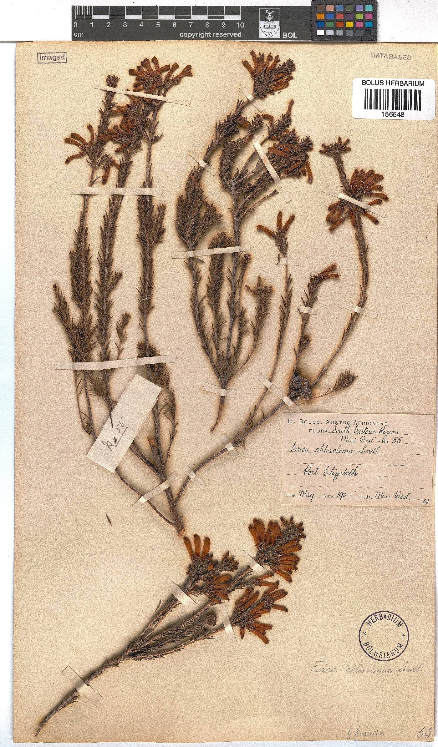 Erica chloroloma image