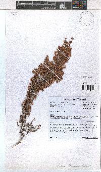 Erica floccifera image