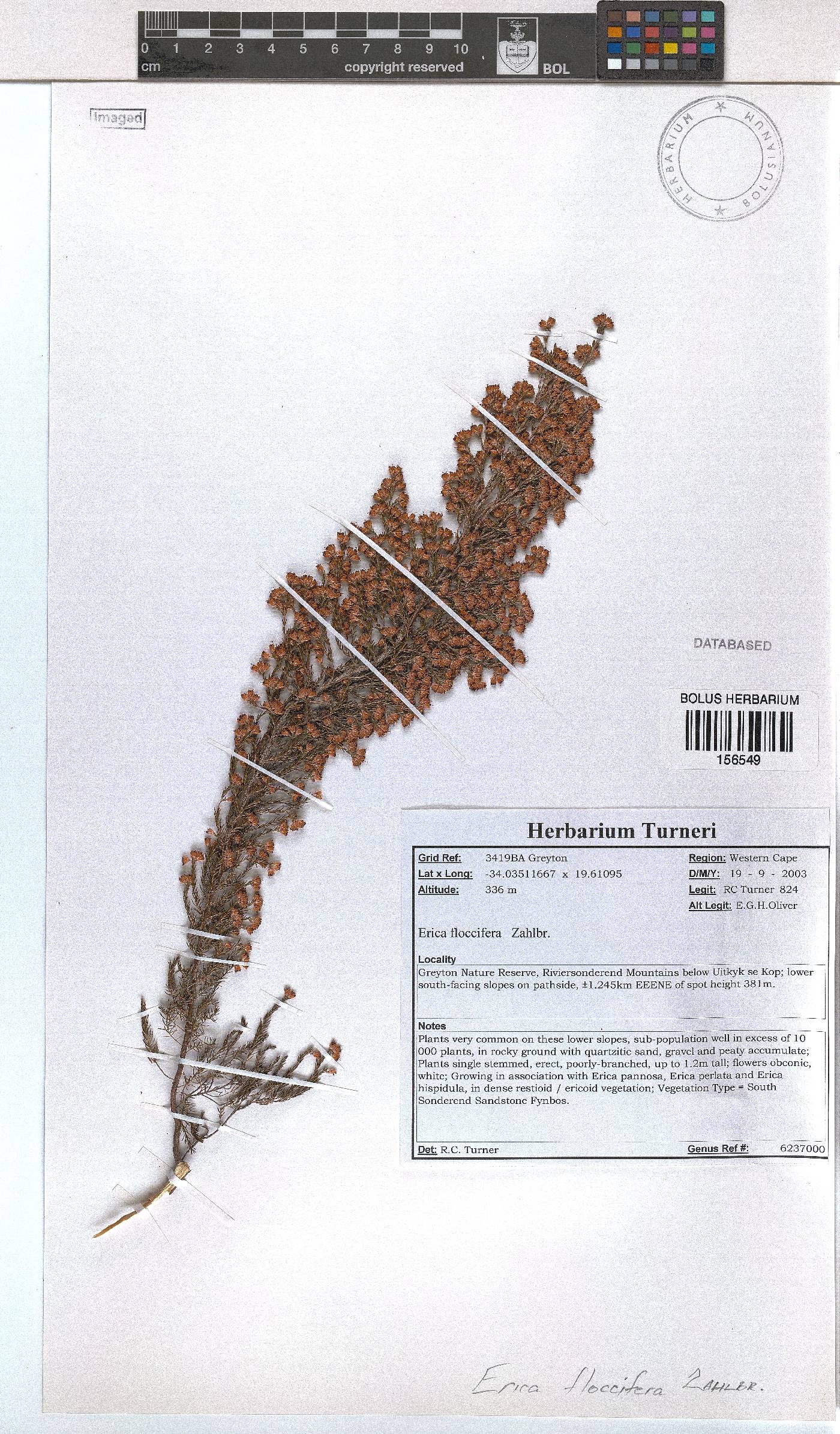 Erica floccifera image