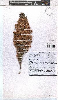 Erica floccifera image