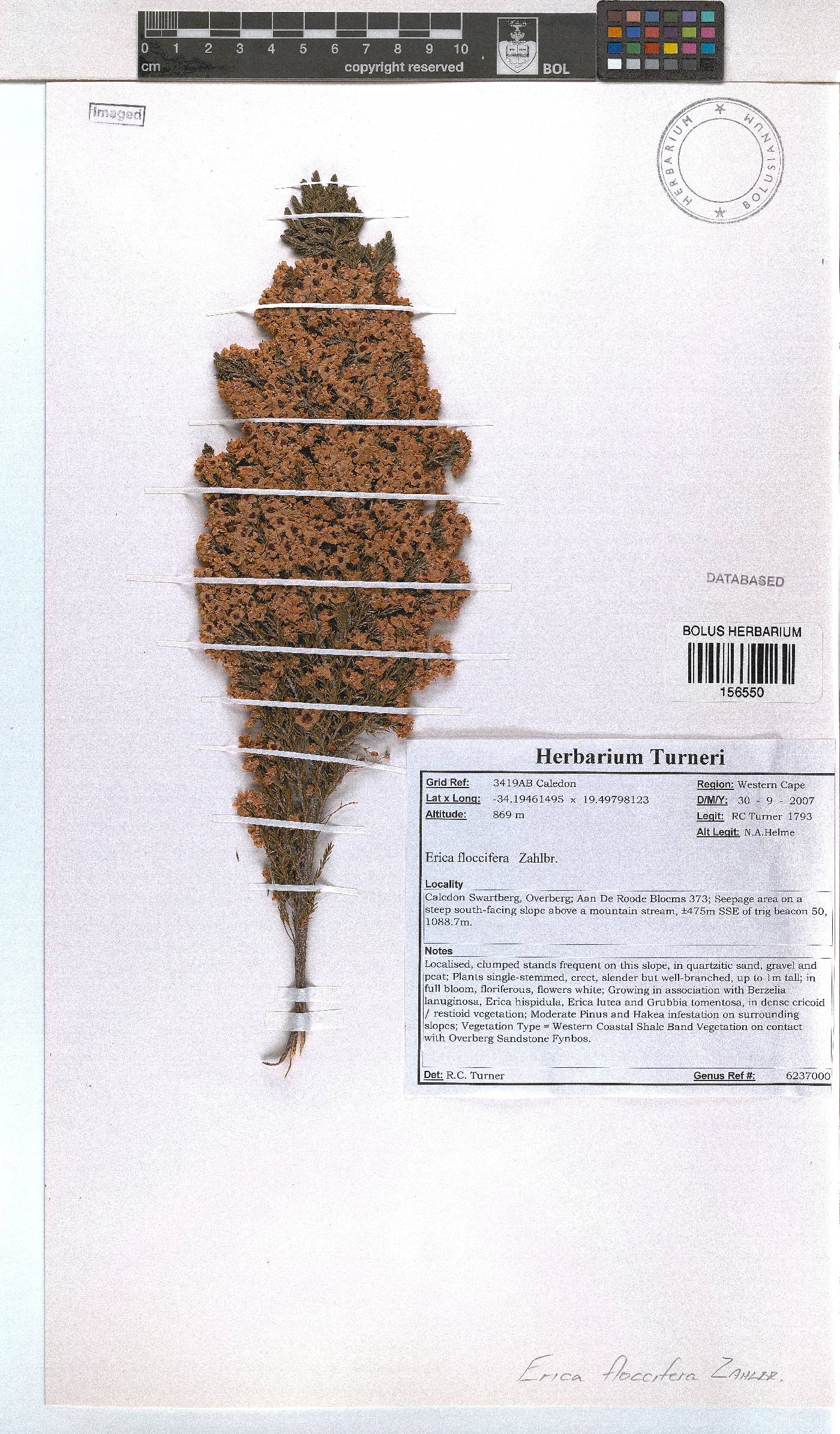 Erica floccifera image