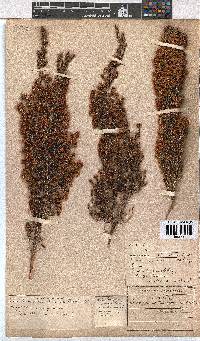 Erica floccifera image