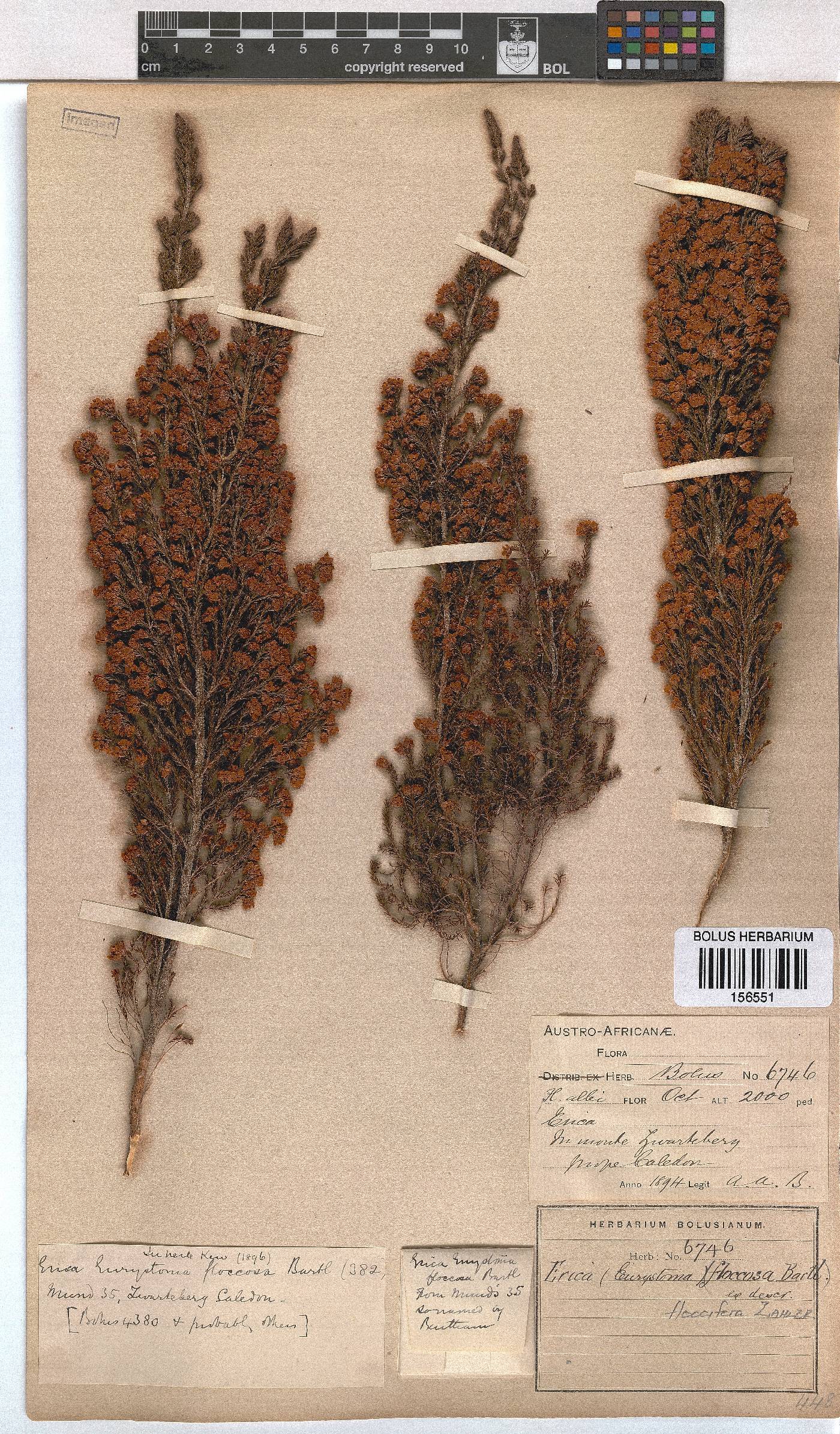 Erica floccifera image