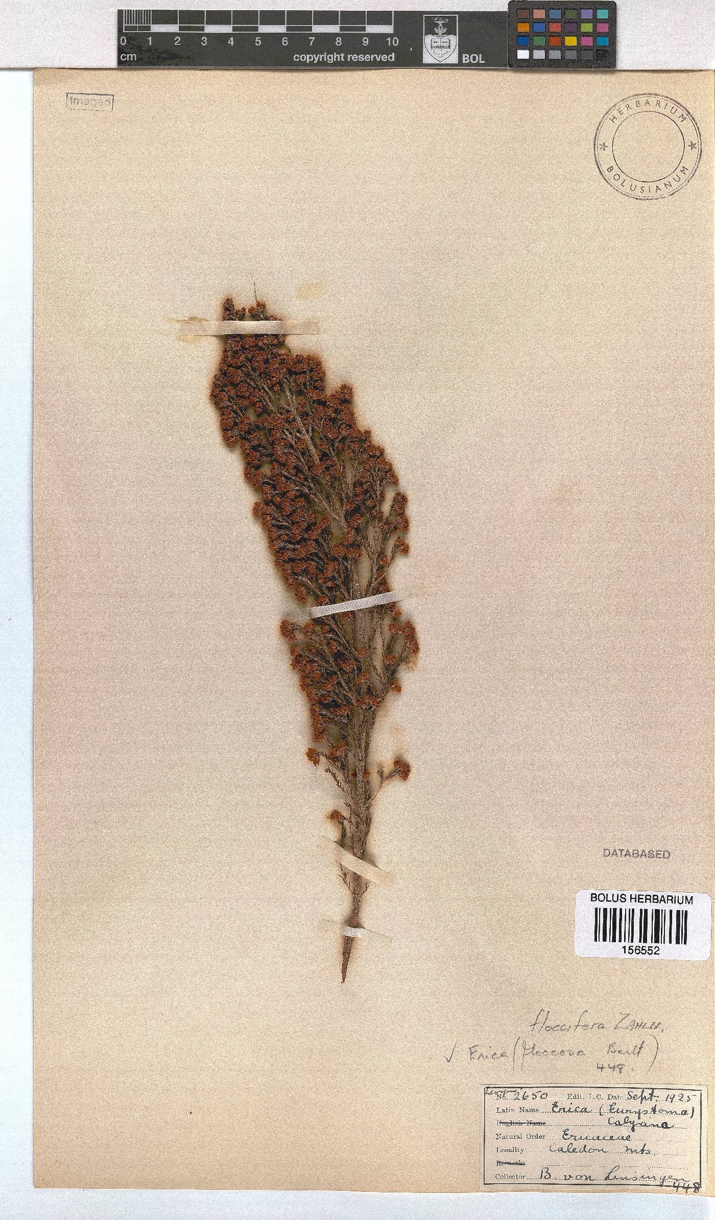 Erica floccifera image