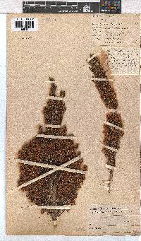 Erica floccifera image