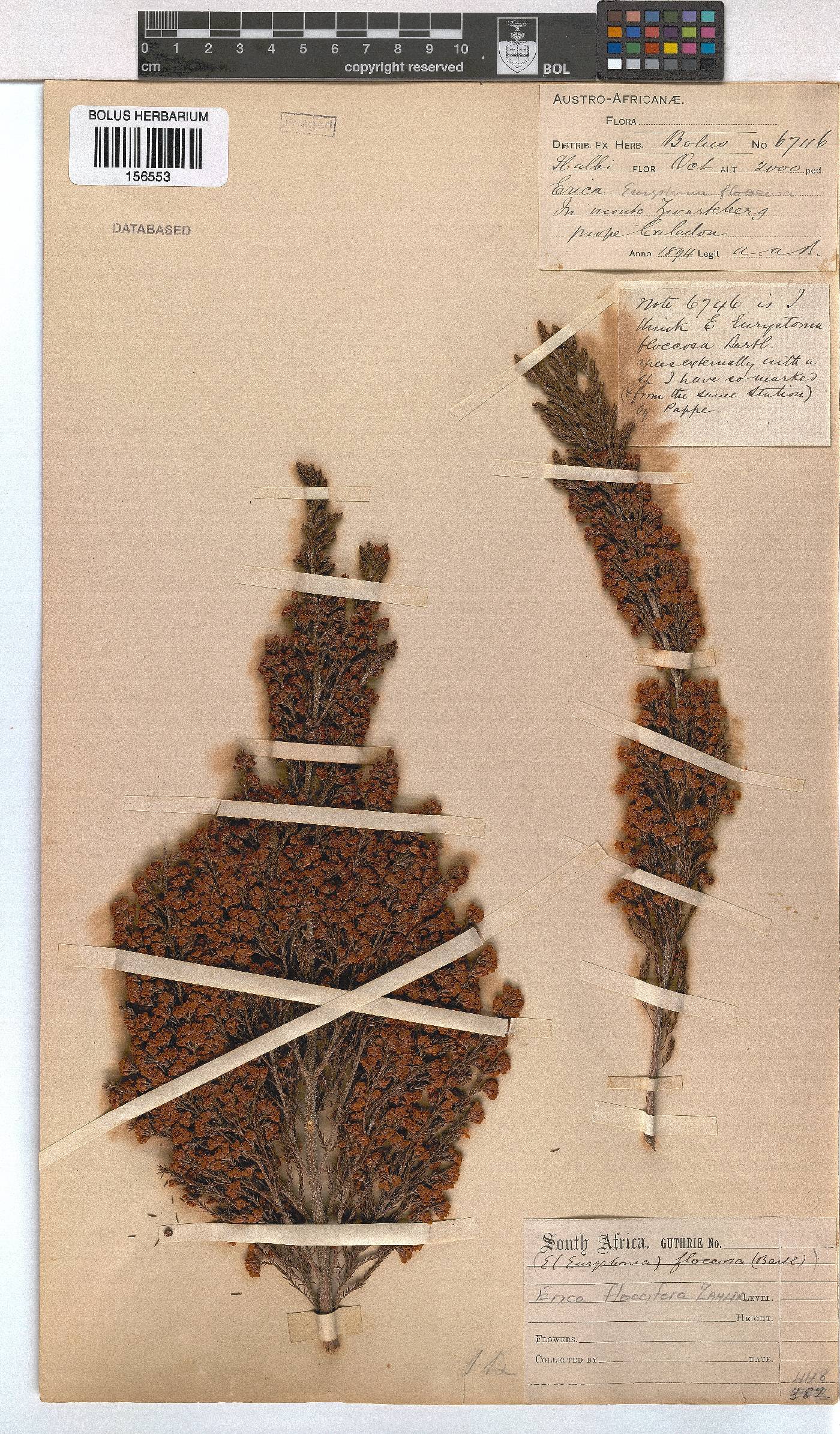 Erica floccifera image