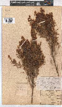 Erica floccifera image