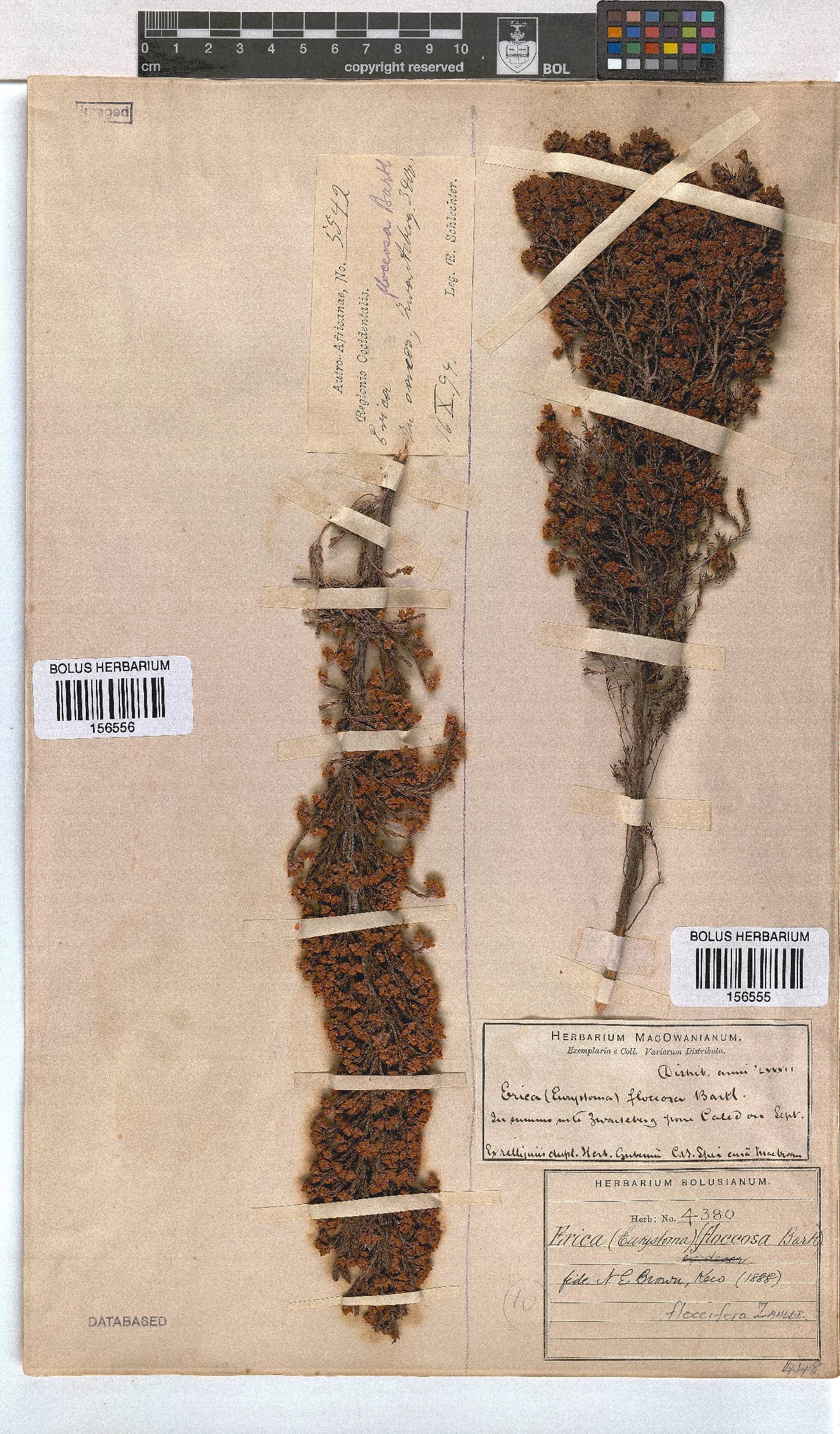 Erica floccifera image