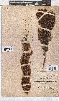 Erica floccifera image