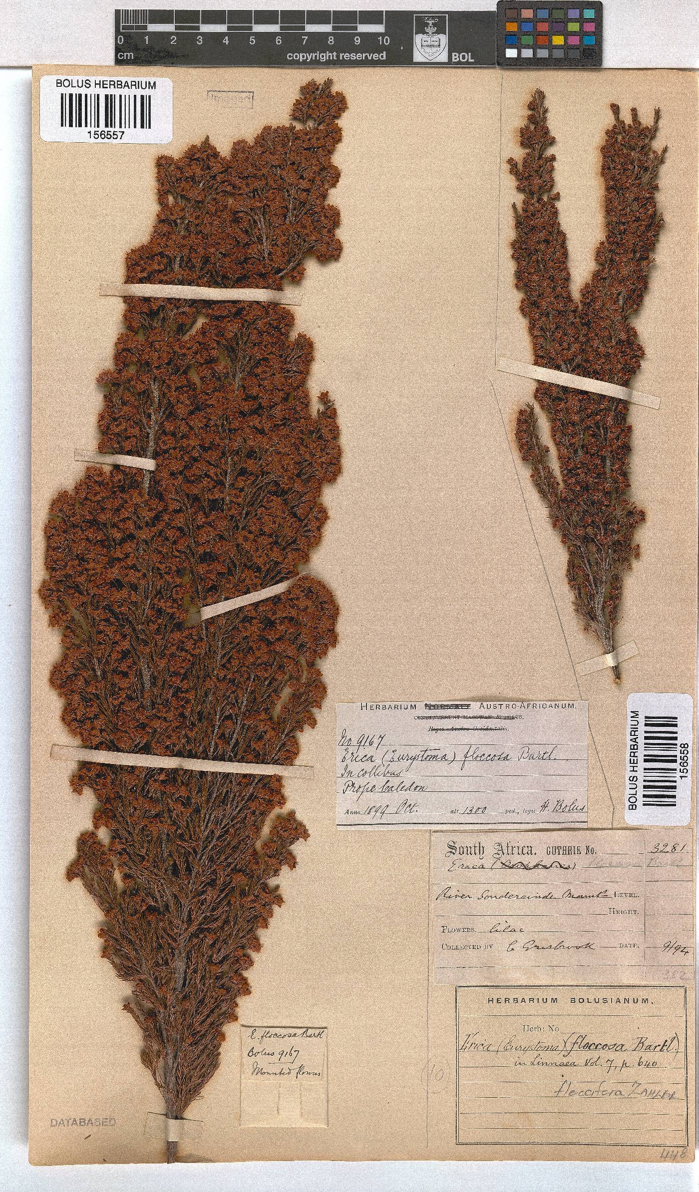 Erica floccifera image