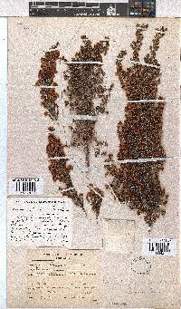 Erica floccifera image