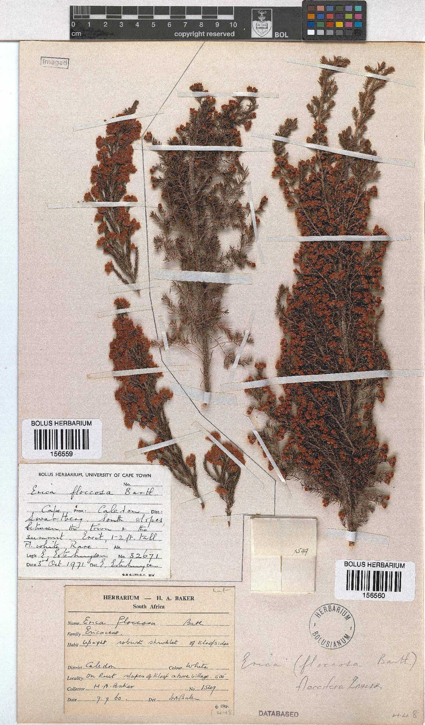 Erica floccifera image