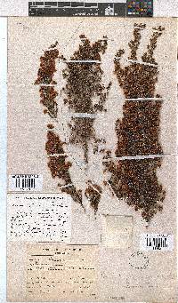 Erica floccifera image