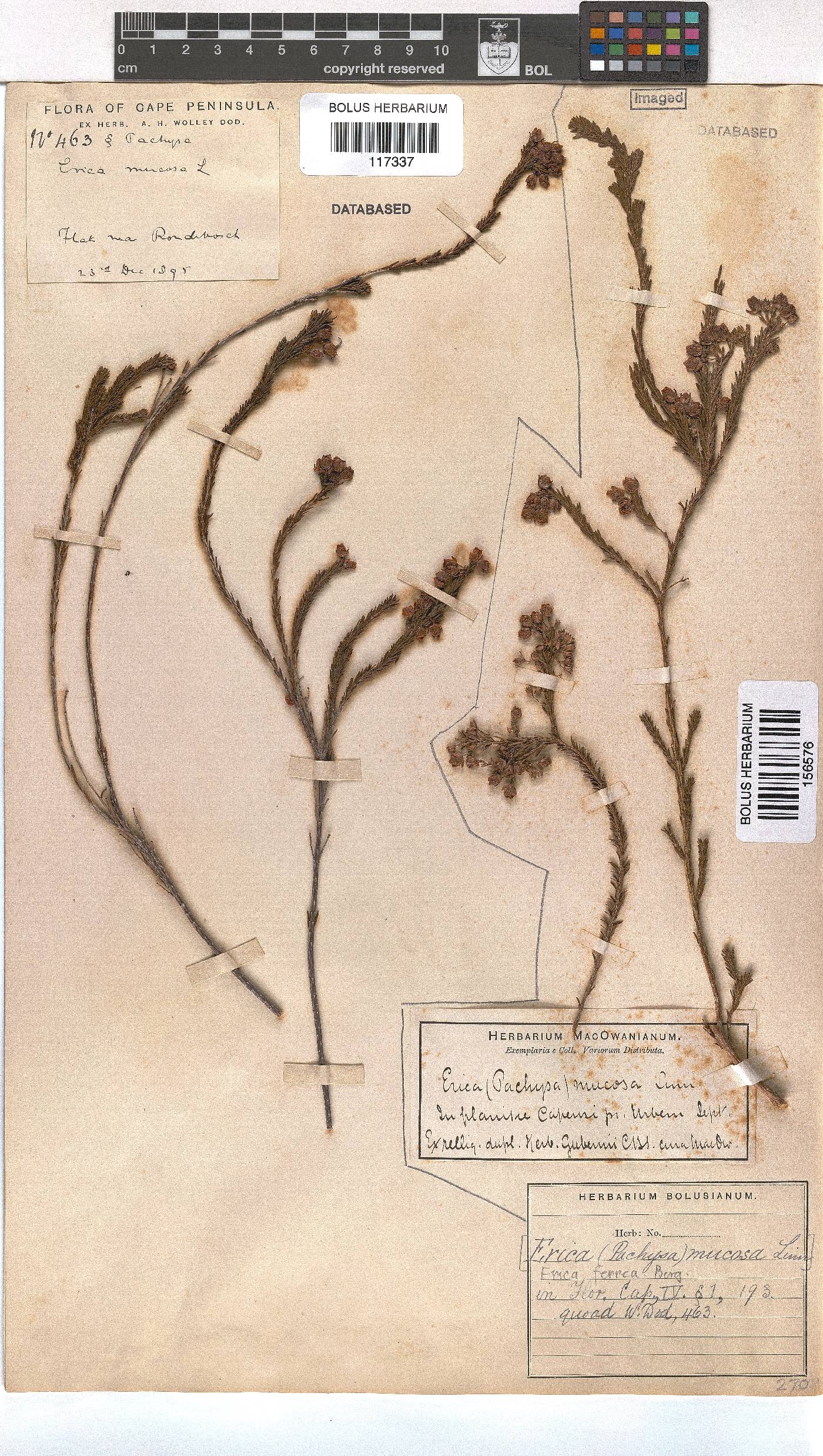 Erica ferrea image