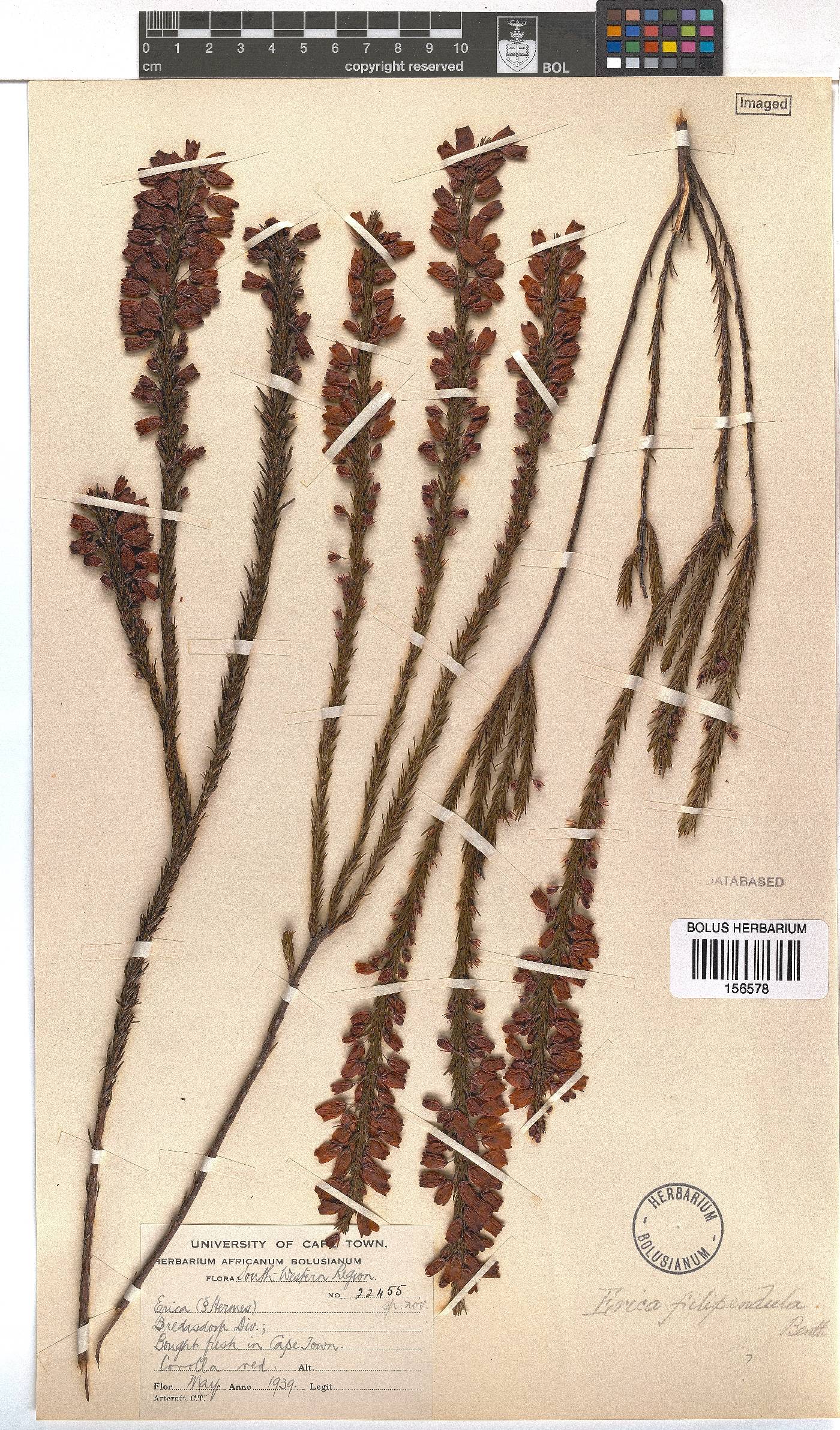 Erica filipendula subsp. filipendula image