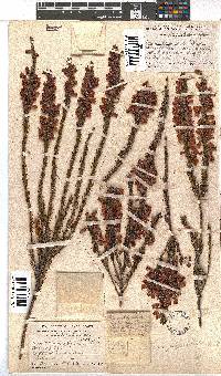 Erica filipendula image