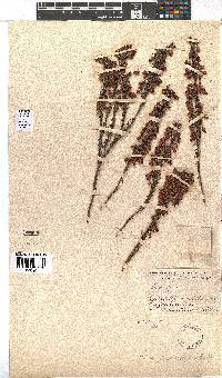 Erica filipendula image