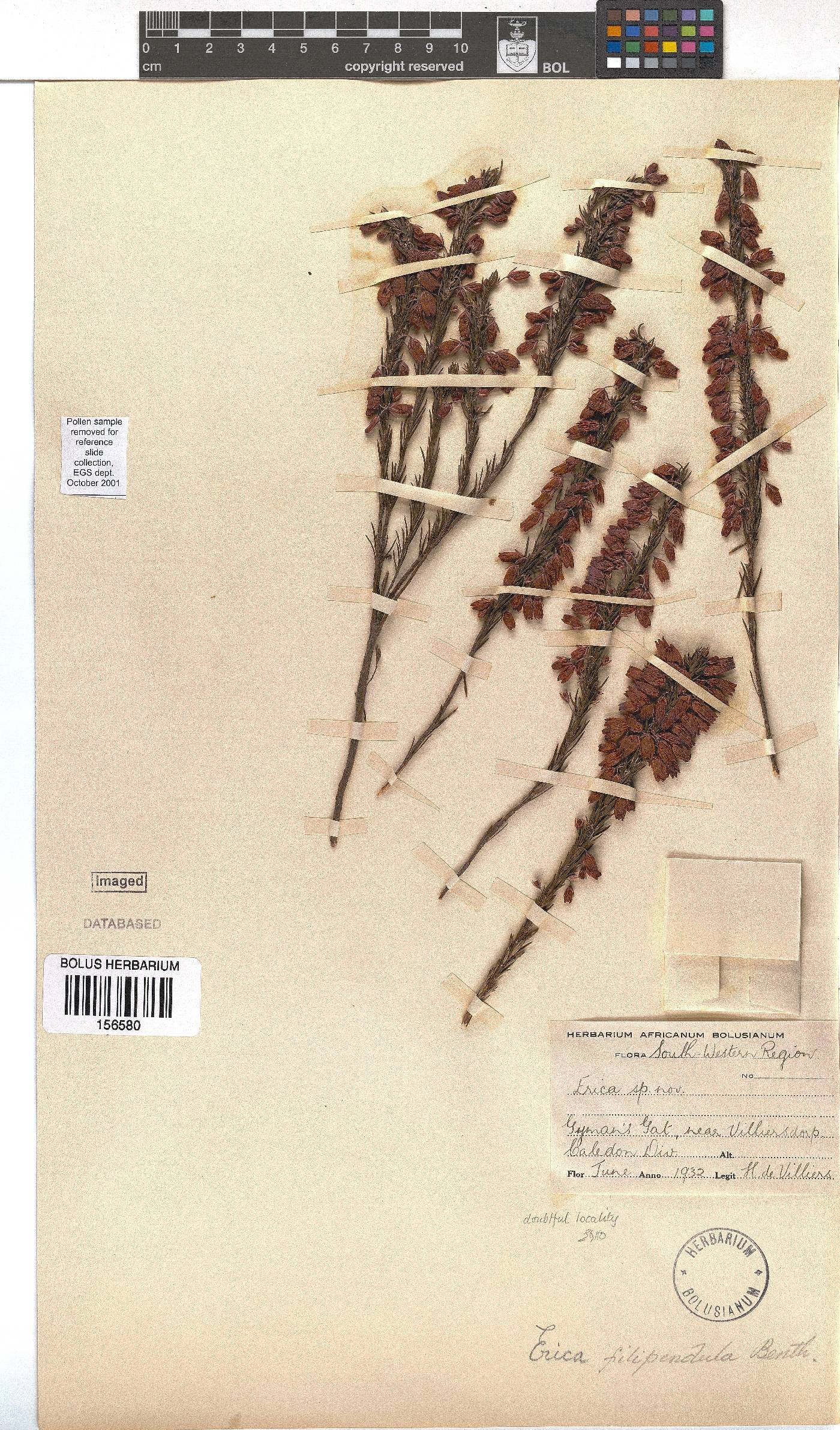 Erica filipendula subsp. filipendula image