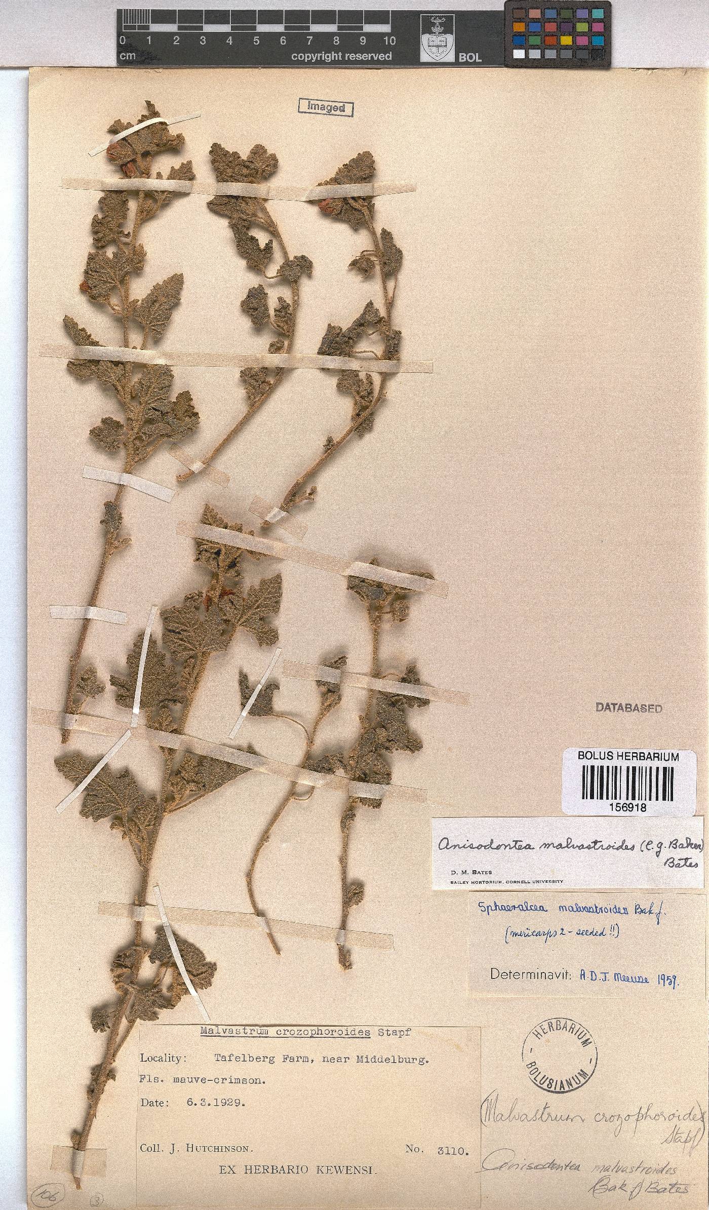 Anisodontea malvastroides image