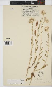 Heliophila arenaria subsp. arenaria image