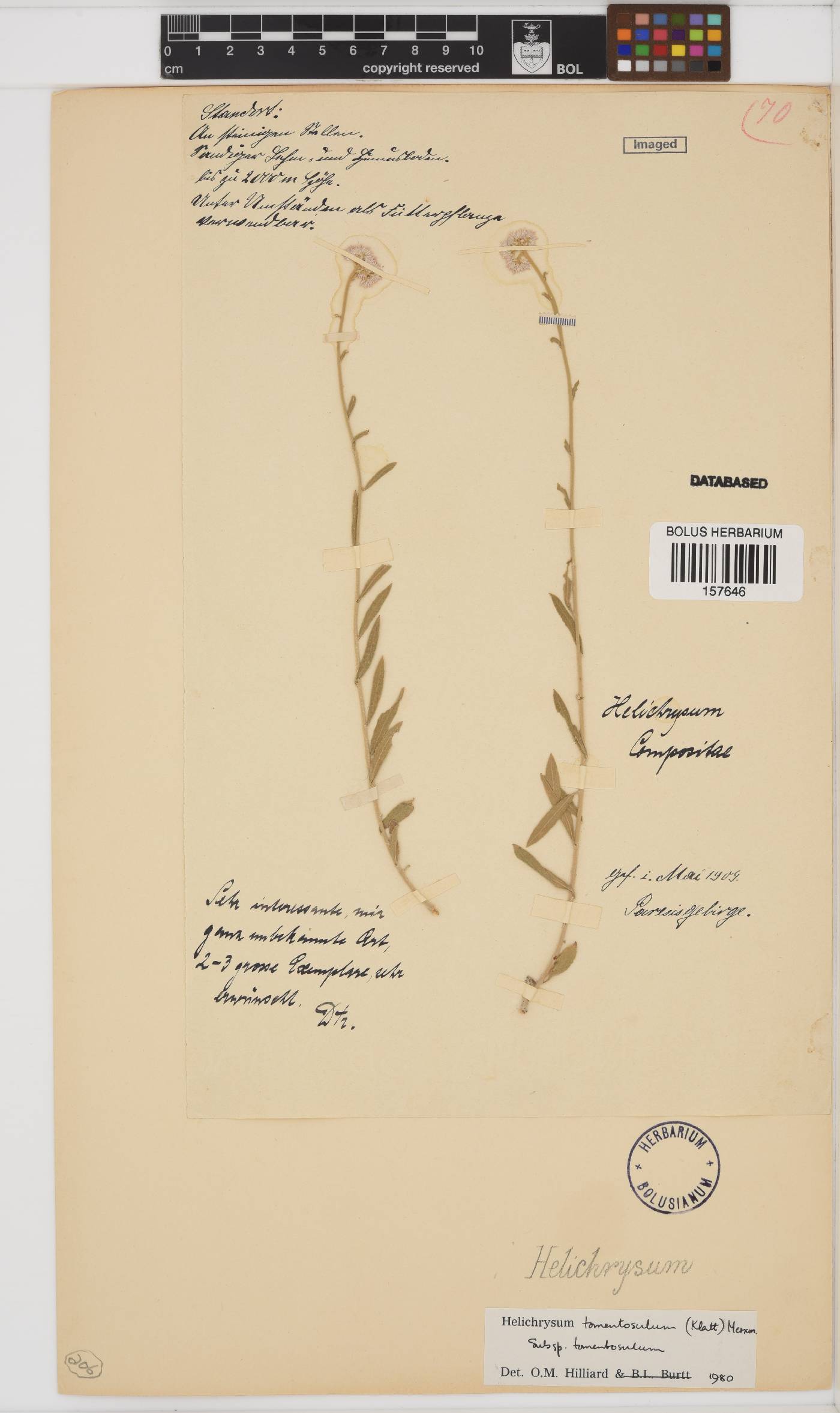 Heliophila arenaria image