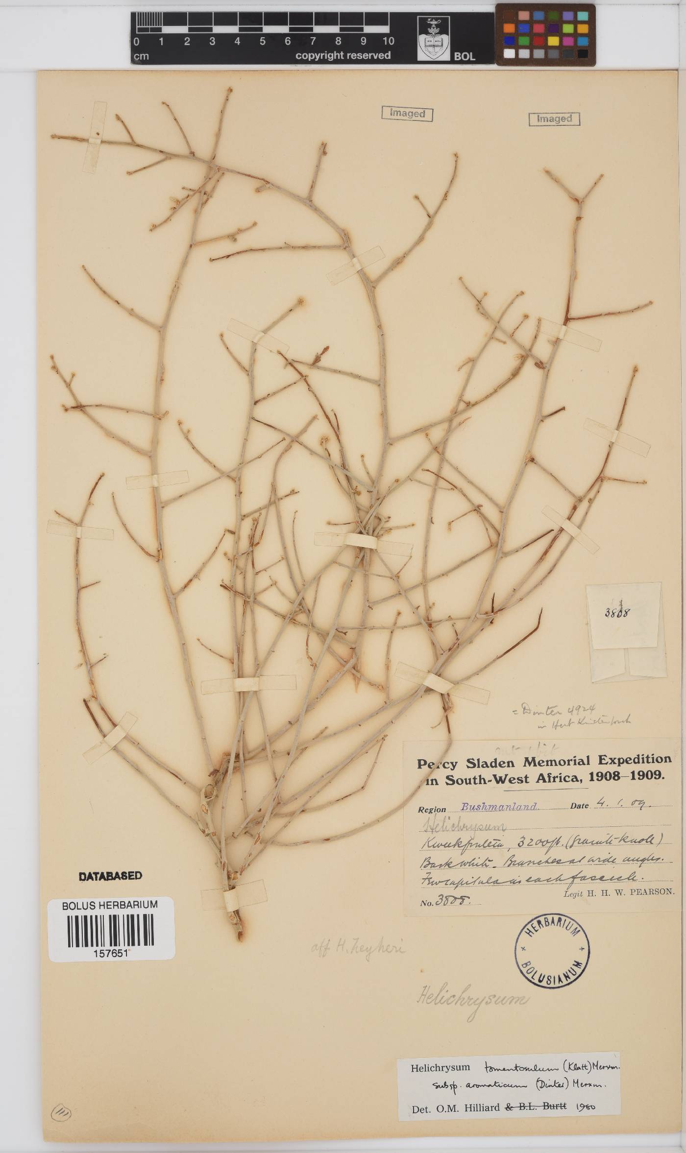 Helichrysum tomentosulum subsp. aromaticum image