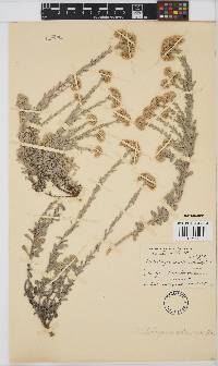 Helichrysum callicomum image