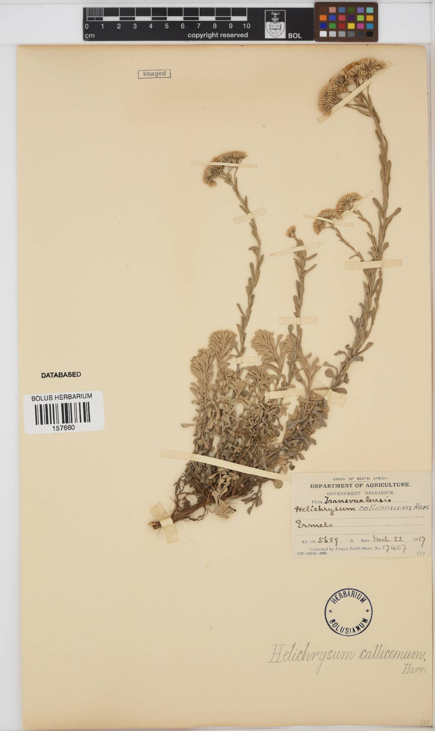 Helichrysum callicomum image