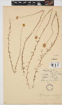 Image of Helichrysum epapposum