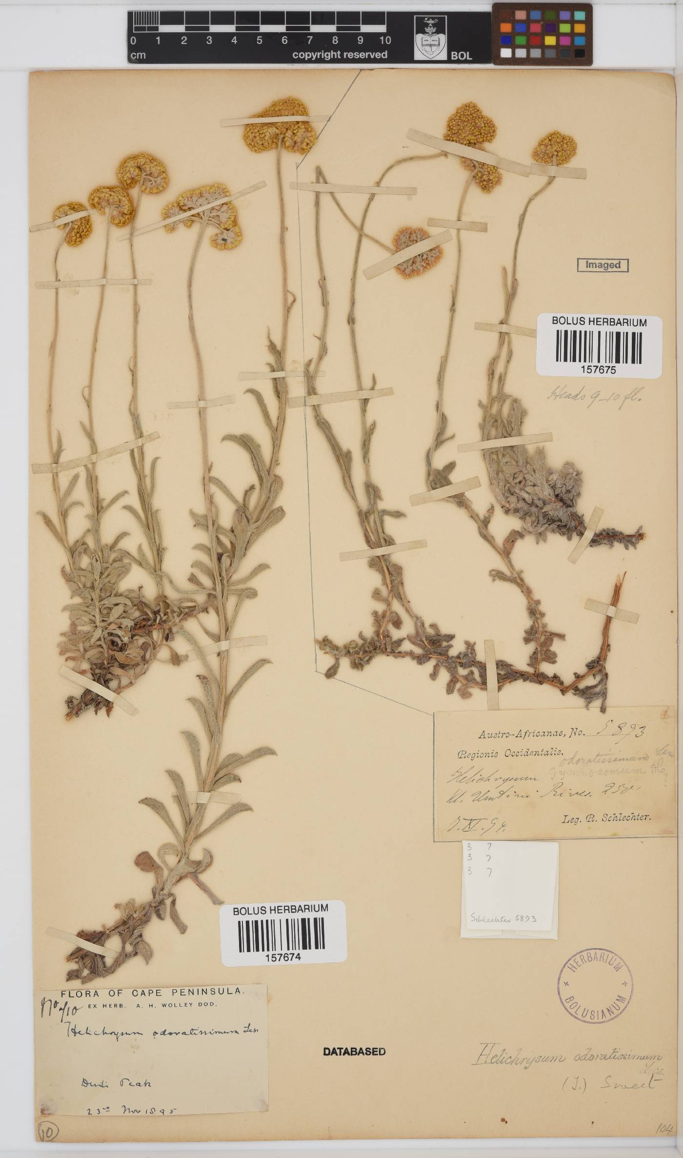 Helichrysum odoratissimum image