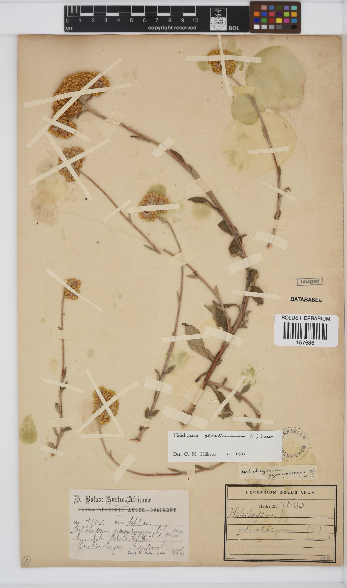 Helichrysum odoratissimum image