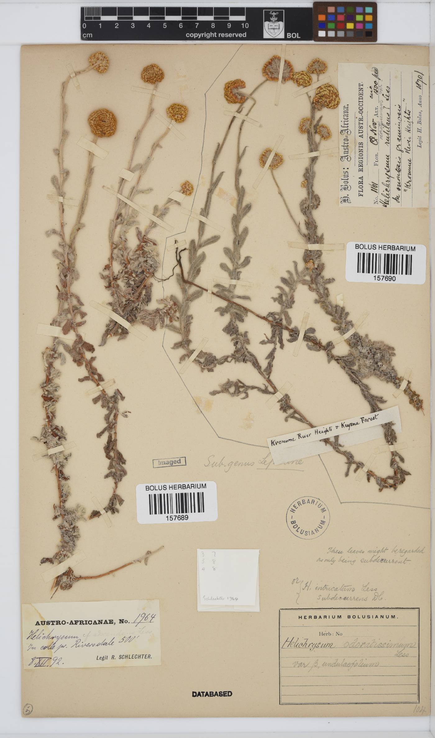 Helichrysum odoratissimum image