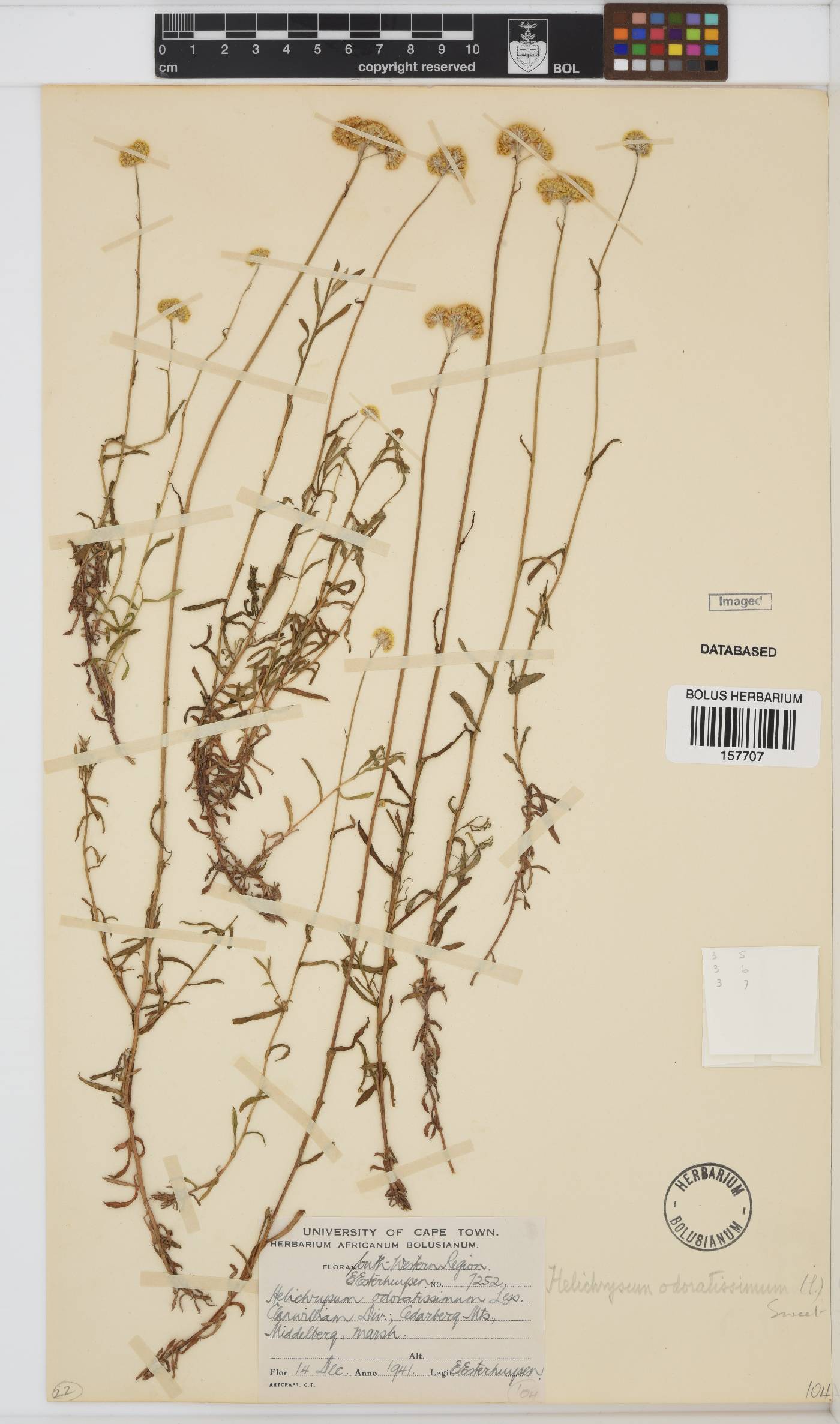 Helichrysum odoratissimum image
