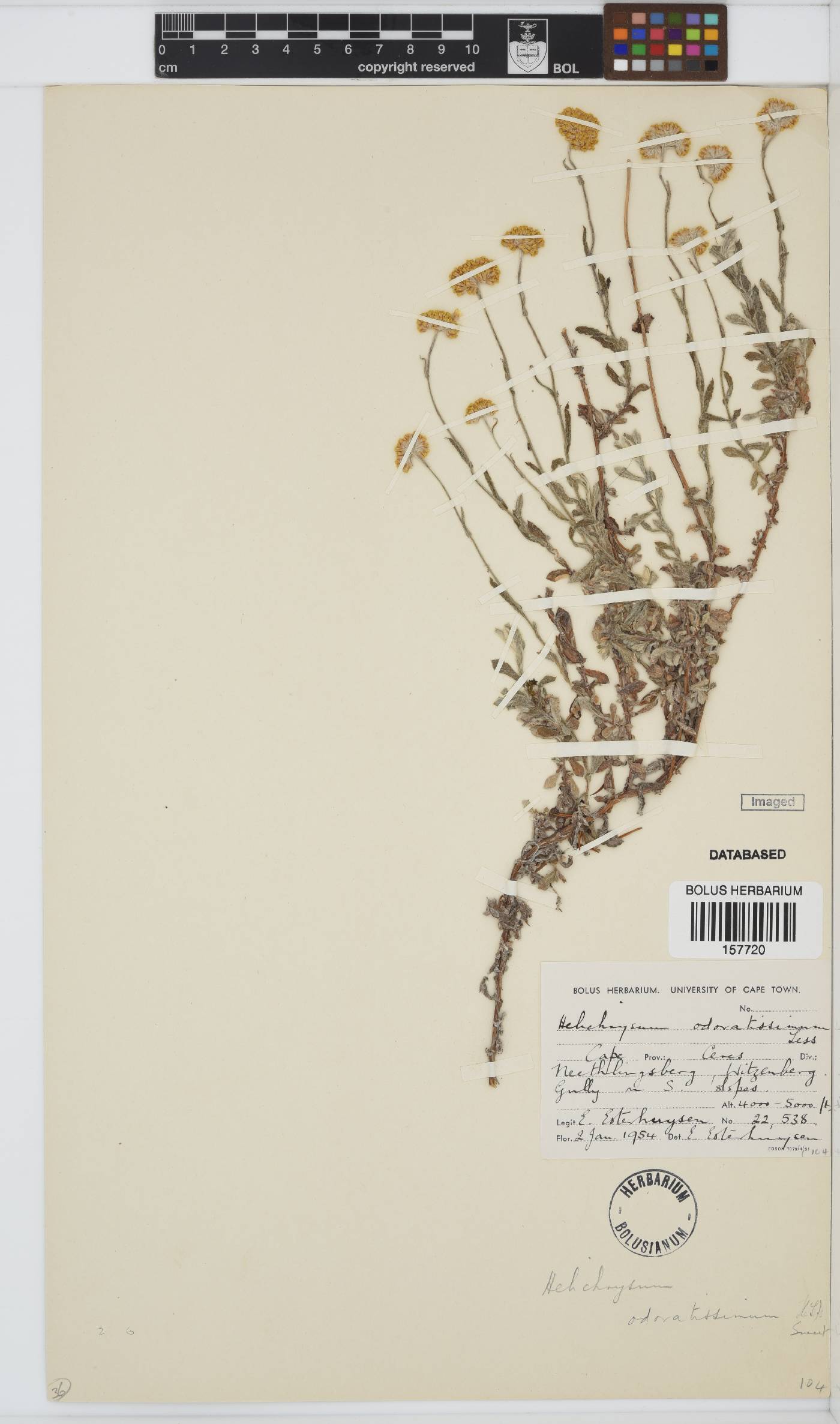 Helichrysum odoratissimum image