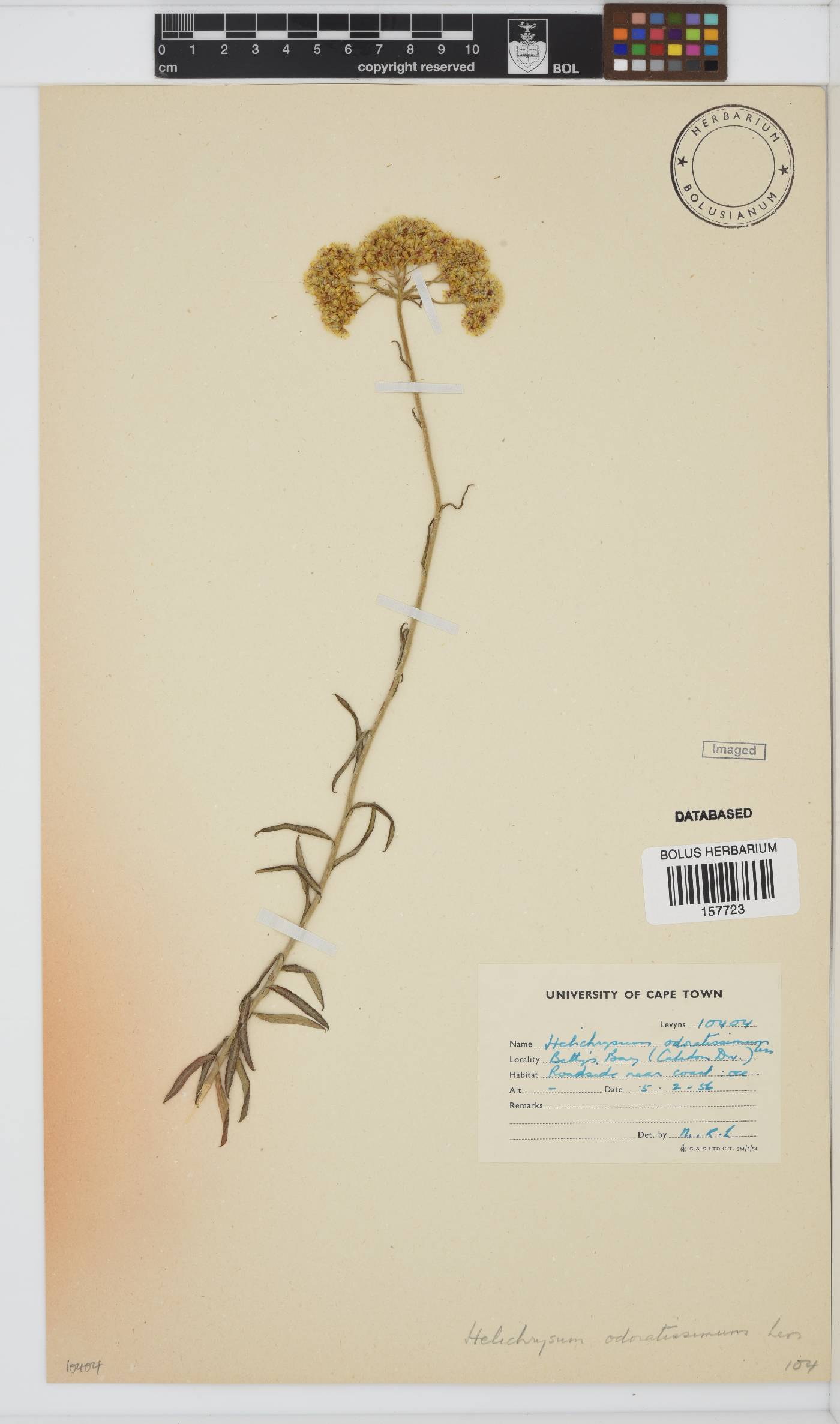 Helichrysum odoratissimum image
