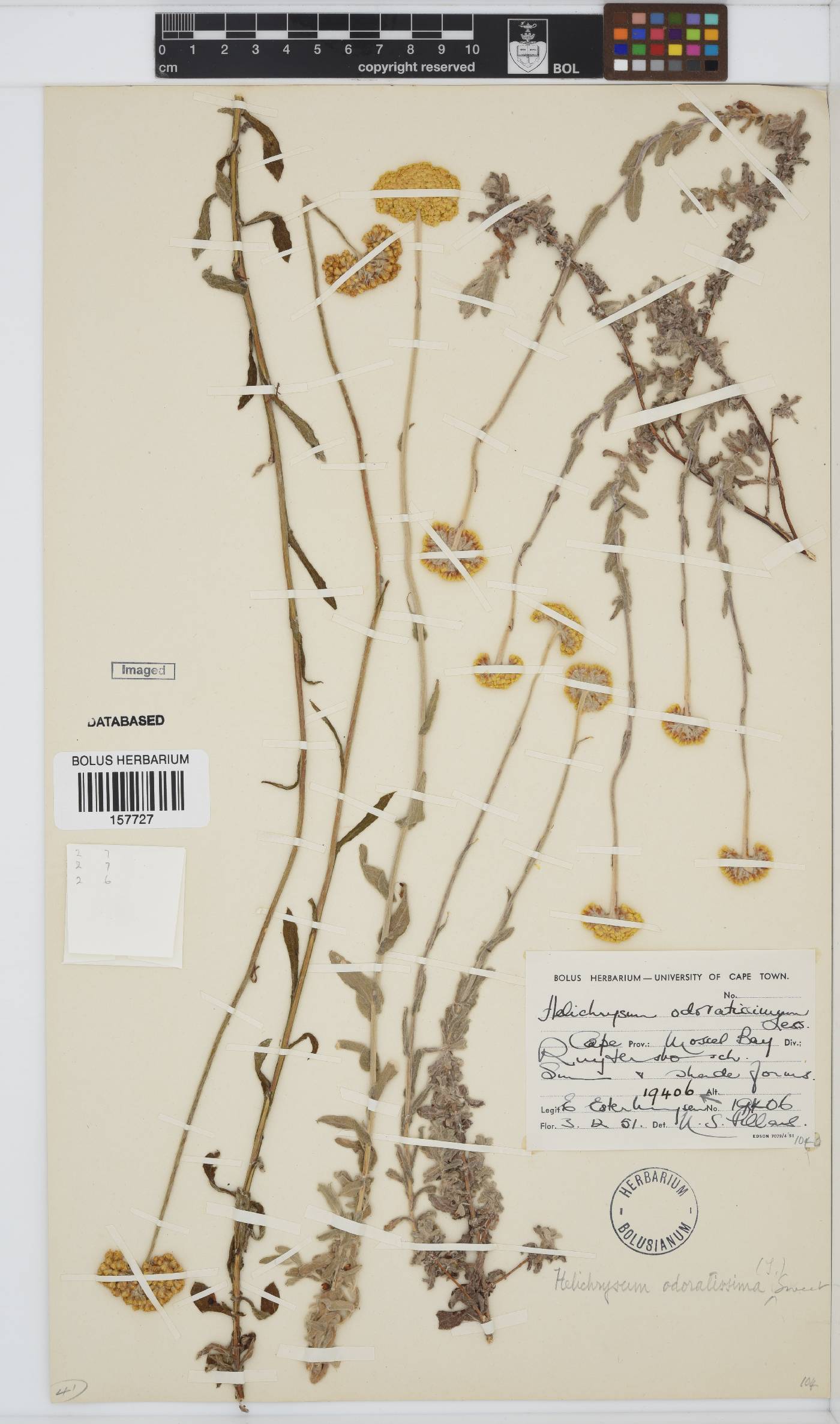 Helichrysum odoratissimum image