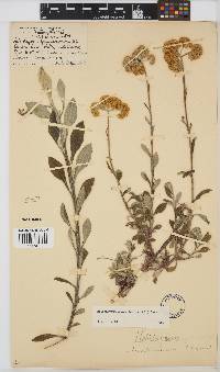 Helichrysum odoratissimum image