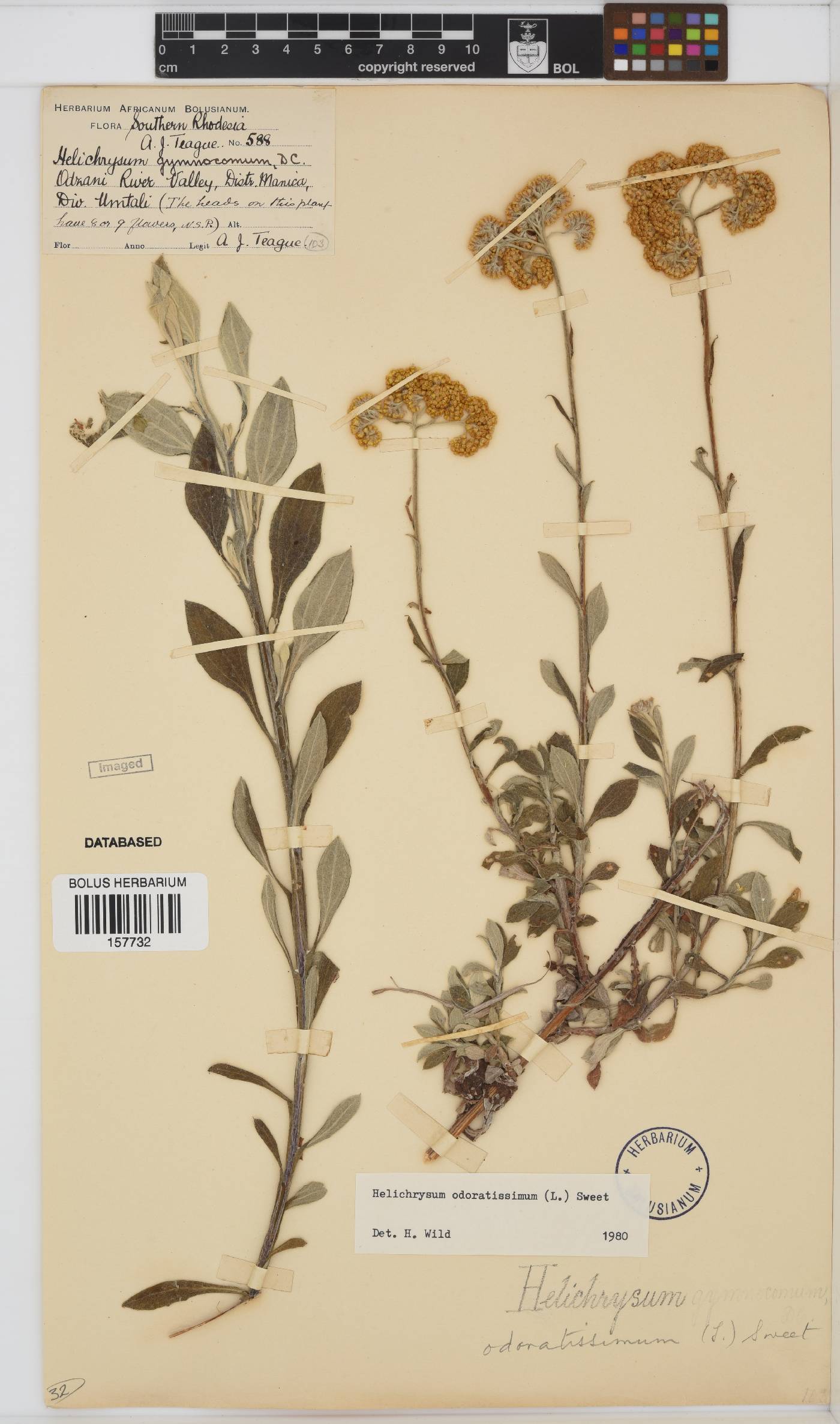 Helichrysum odoratissimum image