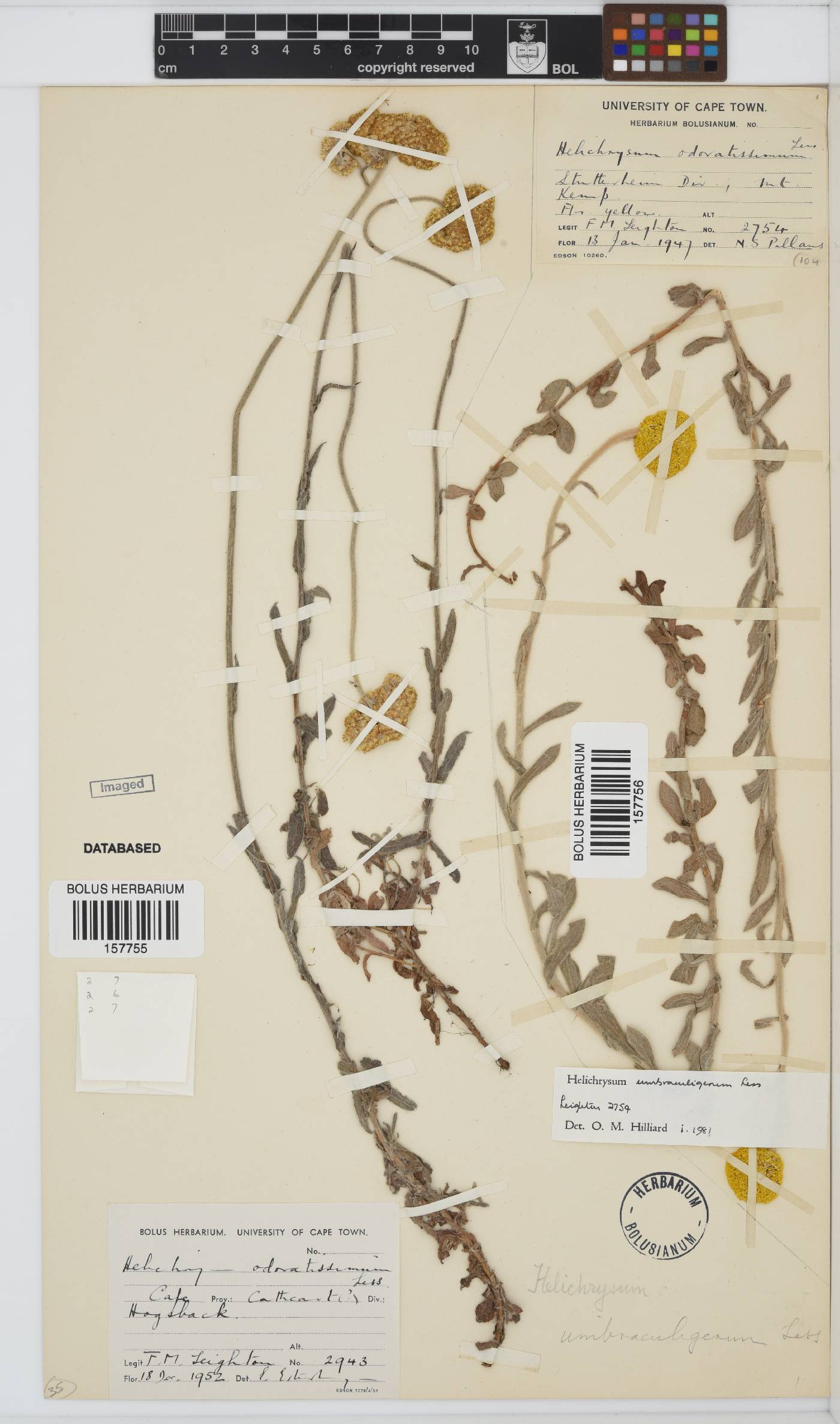 Helichrysum umbraculigerum image