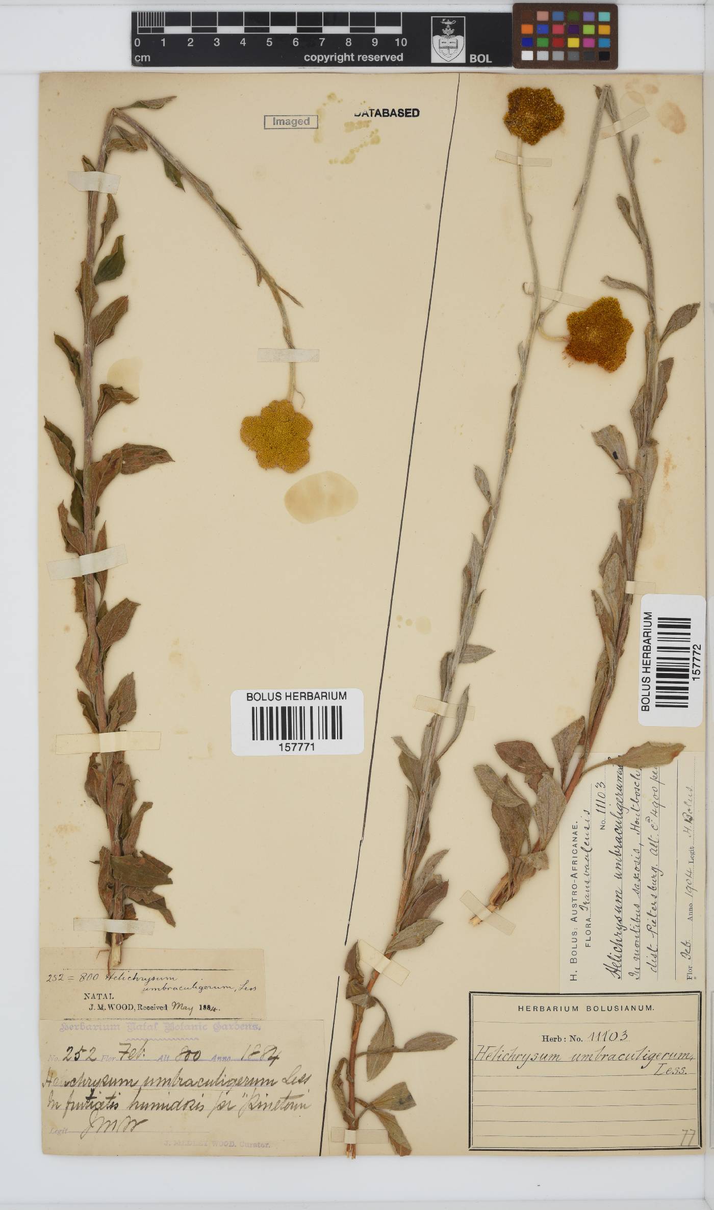 Helichrysum umbraculigerum image