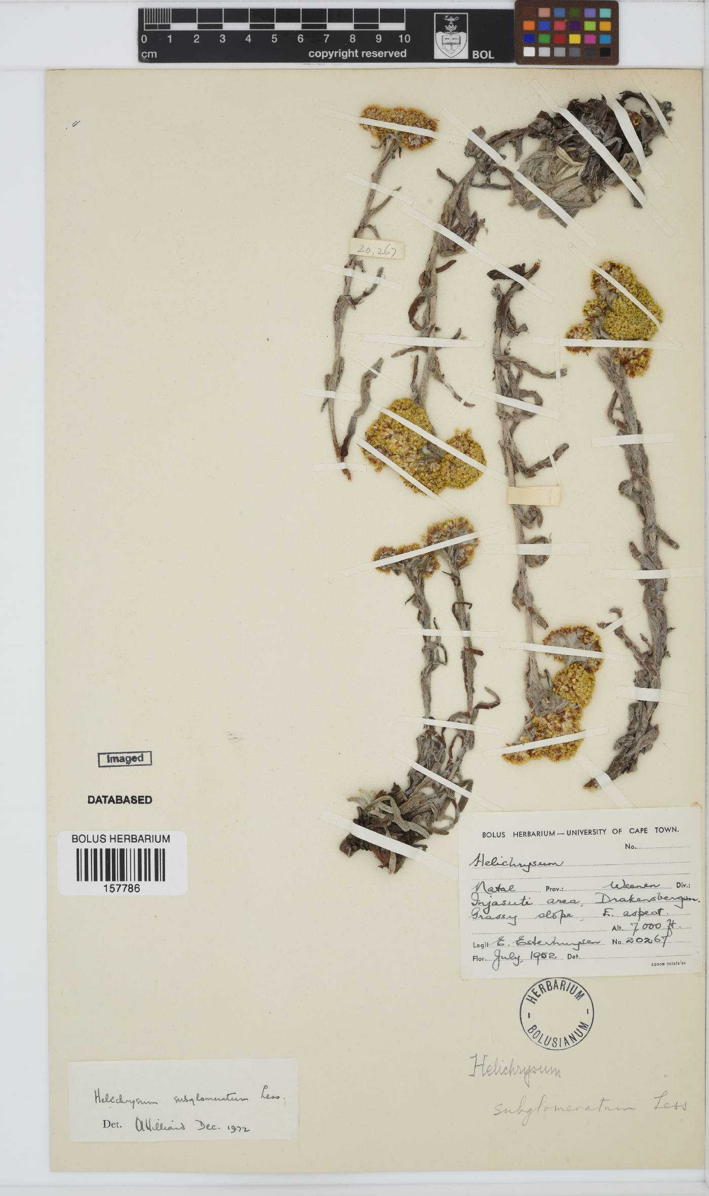 Helichrysum subglomeratum image